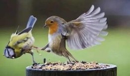 新闻爆料鸟死人案件,神秘生物引发恐慌，真相令人震惊