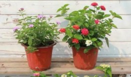 萨姆最新爆料新闻视频,最新爆料新闻视频深度解析