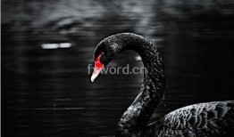 黑天鹅全技能爆料视频,全技能爆料视频深度解析