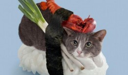 相扑猫吃瓜视频大全免费观看,免费观看视频大全，萌态十足！