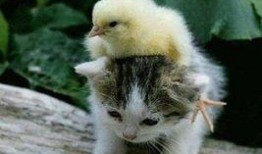 娱乐吃瓜君猫,揭秘娱乐圈那些不为人知的幕后故事