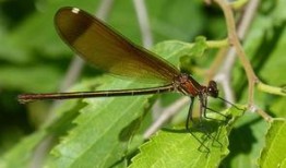 黑蜻蜓在线观看,在线观看，揭秘神秘古墓的惊悚之旅