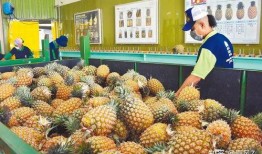 台湾凤梨爆料事件视频,真相与谣言的较量