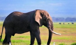 怎么向大象新闻爆料自己,揭秘如何有效爆料，共建透明社会