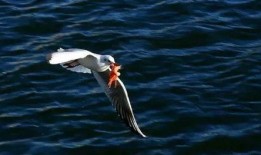 天津海鸥爆料视频曝光事件,揭秘事件背后真相