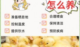 爆料鸭子吃药视频播放,网络热传鸭子吃药视频背后的真相