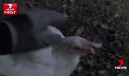 新闻爆料鸟死人案件,神秘生物引发恐慌，真相令人震惊