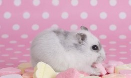 新赛季爆料小仓鼠视频,小仓鼠视频揭秘精彩瞬间