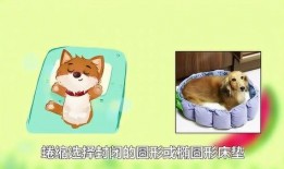 爆料科普宠物视频,揭秘宠物日常行为背后的科学原理
