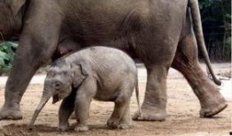 怎么向大象新闻爆料自己,揭秘如何有效爆料，共建透明社会