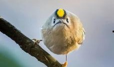 新闻爆料鸟死人案件,神秘生物引发恐慌，真相令人震惊