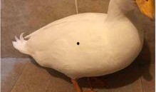 爆料鸭子吃药视频播放,网络热传鸭子吃药视频背后的真相