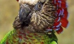 颜色动物爆料怎么做视频,视频制作攻略，捕捉自然之美