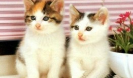 四只猫闺蜜爆料视频下载,幕后真相大揭秘