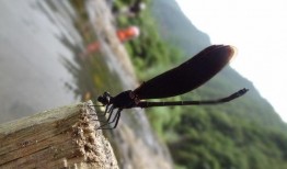 黑蜻蜓在线观看,在线观看，揭秘神秘古墓的惊悚之旅