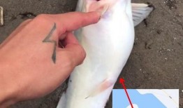 钓鱼人卷毛 爆料视频,独家爆料钓鱼技巧与心得