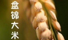 大米市在线观看,揭秘大米市场的风云变幻