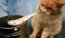 相扑猫吃瓜视频大全免费观看,免费观看视频大全，萌态十足！