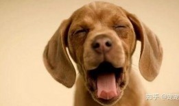 爆料科普宠物视频,揭秘宠物日常行为背后的科学原理