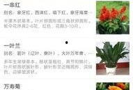 最新 植物爆料软件,揭秘植物爆料软件带来的颠覆性变革