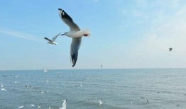 天津海鸥爆料视频曝光事件,揭秘事件背后真相