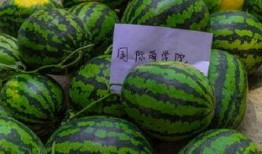 吃瓜号免费,吃瓜号带你畅游明星幕后生活