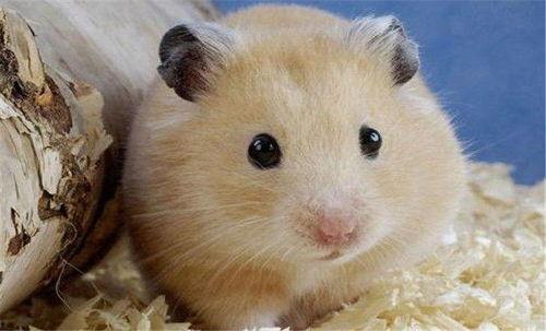 娱乐吃瓜酱当仓鼠店老板,揭秘当仓鼠店老板的趣味日常